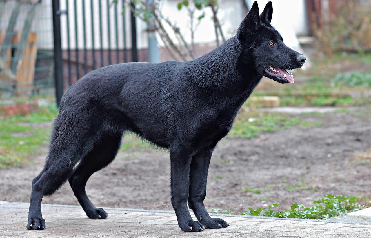 black-german-shepherd-2994409_1280